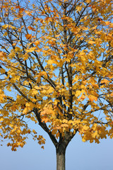Autumn maple against a cloudless blue sky. 