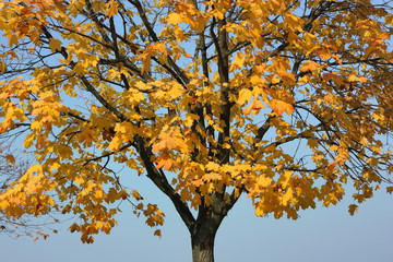 Autumn maple against a cloudless blue sky. 