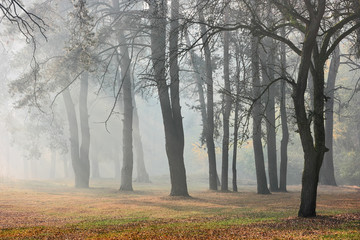Obraz premium Autumn forest in fog. Sunlight through morning haze and dark silhouettes of trees in the autumn forest.
