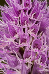 Orchis italica flowers detail