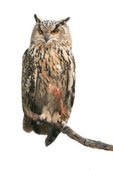 Eurasian eagle-owl on white © Sergey Ryzhkov