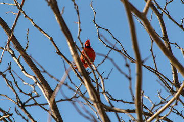 Cardinal