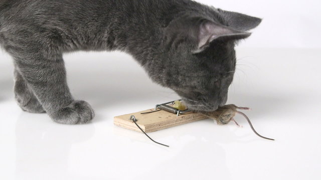Young domestic cat first time seeing mouse in a mousetrap