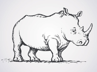 Rhinoceros. Vector drawing
