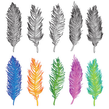 Bird feather illustration vector set