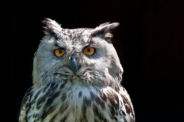 Eagle owl (Bubo bubo)