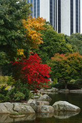 Obraz premium Autumn colorful leaves in a Japanese garden in Hamburg