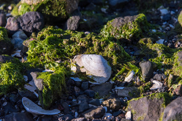 rocky shore front with seashells and seaweed