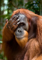 Portrait of an orangutan. Borneo.