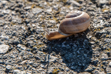snail crawling slow on asphalt