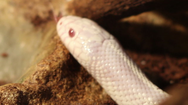 White Snake Head
