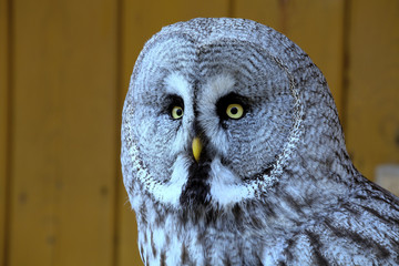 Great Grey Owl, Strix nebulosa portrait,