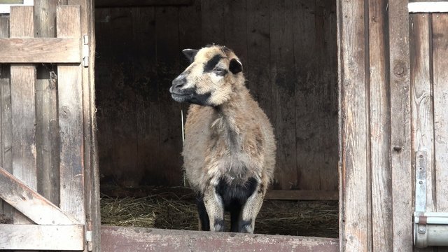 Kamerunschaf mit L&auml;mmchen