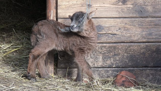 Skudden Lamm knabbert vorm Stall am Seil