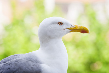 Seagull in nature