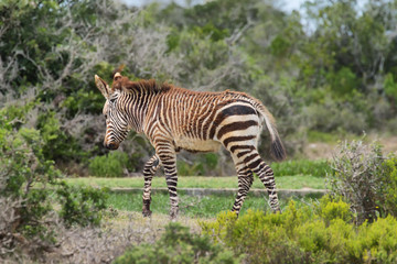 Young Zebra in De hoop nature reserve