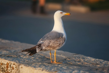 Side view of seagull
