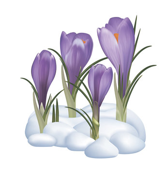 Spring purple crocuses flowers on a snow. Vector illustration
