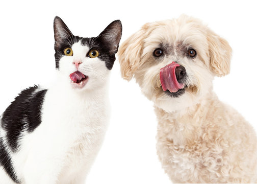 Cat and Dog Licking Lips