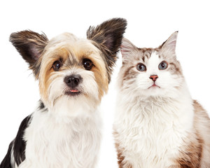 Cute Dog and Cat Closeup