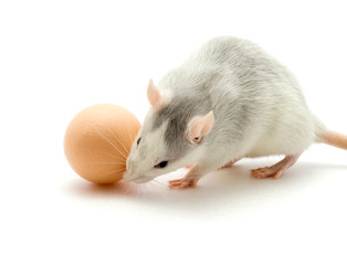 rat and egg