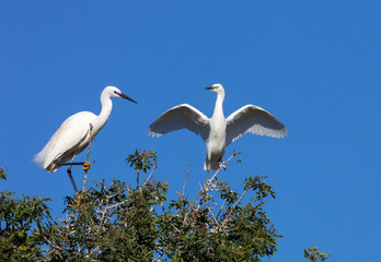 Great Egret,  a high bush with her grown young, Morocco