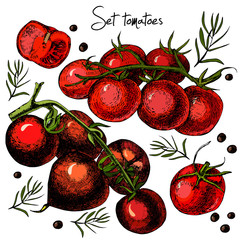 Set of hand drawn tomatoes