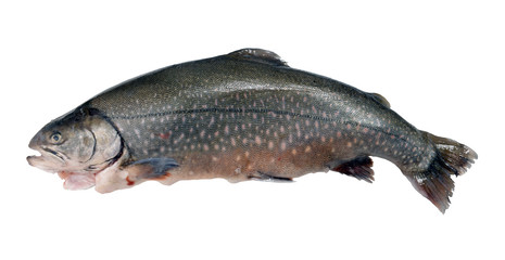prepared salmon