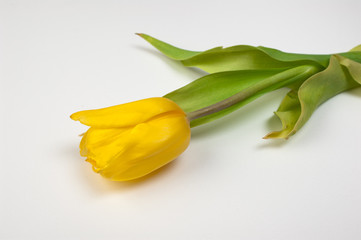 Yellow tulips isolated on white background