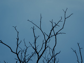 Fototapeta na wymiar silhouette brushwood