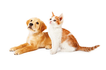 Puppy and Kitten Looking to Side