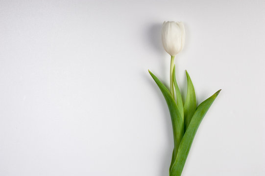 beautiful white easter spring tulip isolated