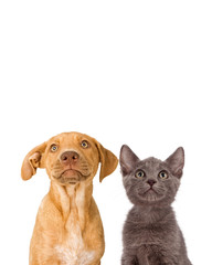 Fototapeta premium Puppy and kitten looking up with copyspace