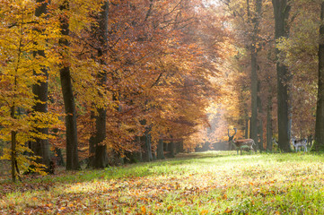 Forest pathway in the autumn