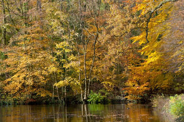 Fototapeta na wymiar Autumn trees along the pond
