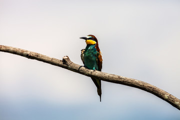 European bee-eater, Merops apiaster