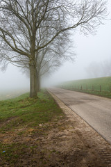 Row of leafless trees in the mist