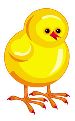 Little chicken isolated on a white background