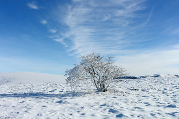 Winter tree. Frozen tree among mountain plateau at bright sunny day.