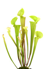 Yellow pitcher plant