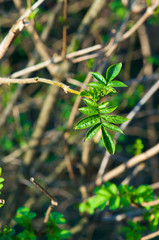Young leaves on a branch