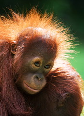 Portrait of a young orangutan