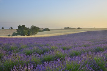 Naklejka na ściany i meble lavender fields in Provence