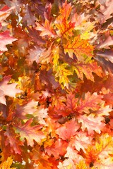 Autumn red oak leaves