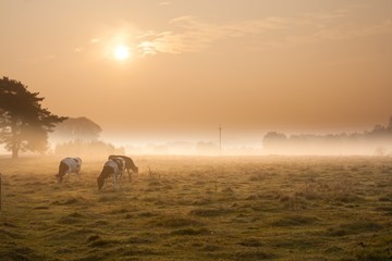 Cows on misty pasture at sunrise