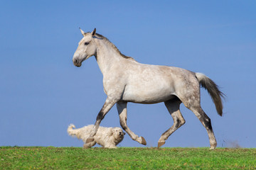 Obraz na płótnie Canvas Grey horse play with dog