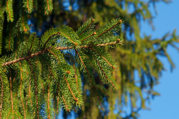 Fir tree branch against blurred background
