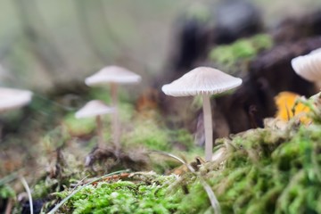 small toadstools