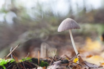 small toadstools