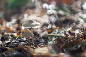 small toadstools